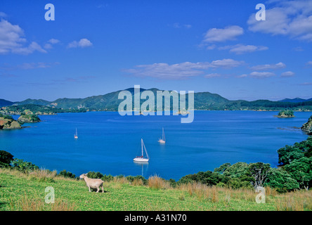 Schafe auf der Insel Urupukapuka in der Bay of Islands in Neuseeland Stockfoto