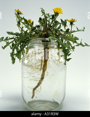 LÖWENZAHN; LÖWENKOPF-ZAHN; SCHLAG-BALL (TARAXACUM OFFICINALE) Stockfoto