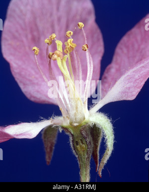 CRAB APPLE BLOSSOM (MALUS SP) KOMPLETTE ZEIGT BLÜTENBLÄTTER, KELCHBLÄTTER, STAUBGEFÄßE UND STEMPEL (MIT EIZELLEN) LÄNGSSCHNITT Stockfoto