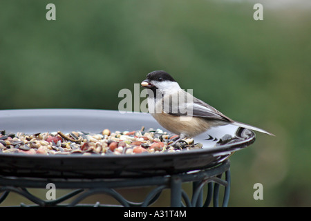 Schwarz-capped Chickadee bei Fütterung mit Samen im Mund im Profil Stockfoto