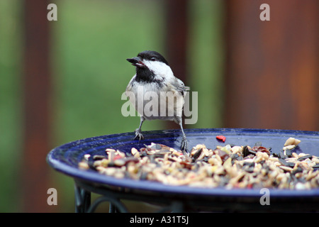 Schwarz-capped Chicadee mit Samen im Mund bei der Fütterung Platte Stockfoto