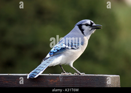 Blue Jay stehen auf der Schiene Berufung (Rückseite Ansicht) Stockfoto