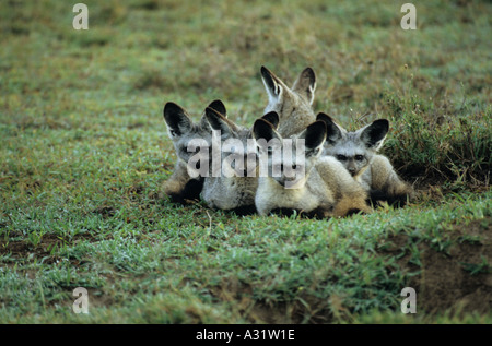 Fledermaus-eared Fox Loffelhund Otocyon Megalotis in ihrer Übernachtung Höhle Höhle genommen im Morgengrauen in Tansania Serengeti Afrika Stockfoto