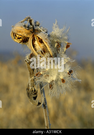 SAMENAUSBREITUNG DER GEMEINSAMEN SEIDENPFLANZE (ASCLEPIAS SYRIACA) Stockfoto