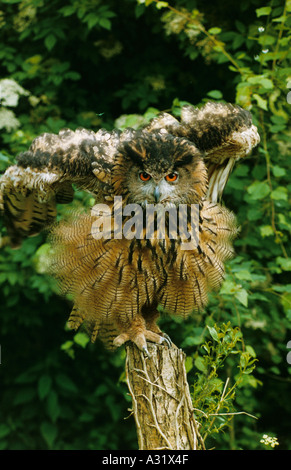 Europäische Uhu Bubo Bubo schütteln Federn nach putzen und füttern, starrte in die Kamera mit hypnotischen Augen Stockfoto