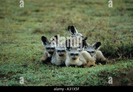 Fledermaus Eared Fox Laffelhund Otocyon MegalotisA Familienfeier fünf Fledermausarten eared Füchse in ihre Übernachtung Höhle Unterschlupf in Tansania Afrika Stockfoto