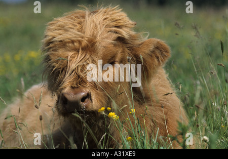 Highland-Kuh-Kalb schlafen auf Wiese in Hahnenfuß in Speyside Schottland Stockfoto