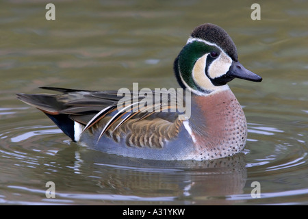 Erwachsene männliche Baikal Teal in Zucht Gefieder Stockfoto