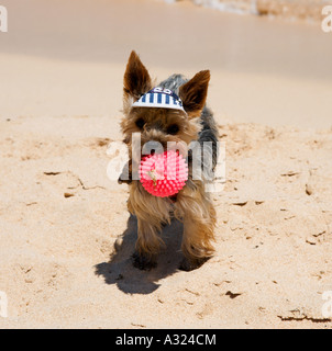 Kleiner Hund am Strand, Parque Natural de Corralejo, Fuerteventura, Kanarische Inseln, Spanien Stockfoto