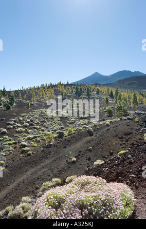 Typische Landschaft mit den Teide in der Ferne Las Canadas del Teide, Teneriffa, Kanarische Inseln, Spanien Stockfoto