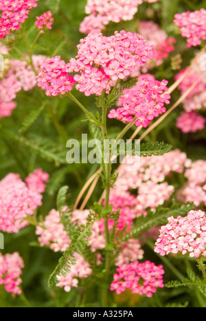 Achillea millefolium Stockfoto