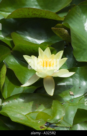 Seerosen Nelumbo lutea Stockfoto