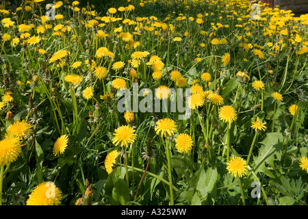 Löwenzahn, Taraxacum Gattung von Blütenpflanzen in der Familie Asteraceae, England, UK Stockfoto