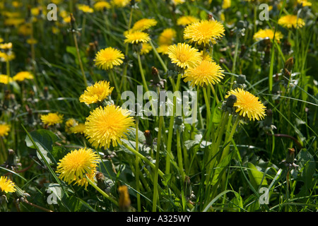 Löwenzahn, Taraxacum Gattung von Blütenpflanzen in der Familie Asteraceae, England, UK Stockfoto