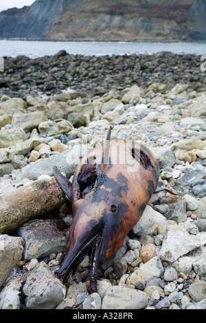 Faule Gemeiner Delfin gestrandet am Strand von Chapman s Pool Purbeck Dorset UK Stockfoto