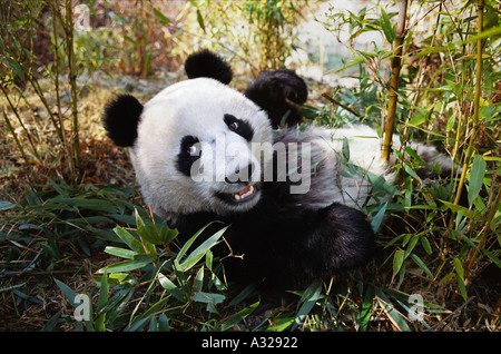 Giant Panda Sichuan China Stockfoto