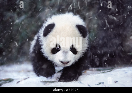 Babypanda im Schnee Sichuan China Stockfoto