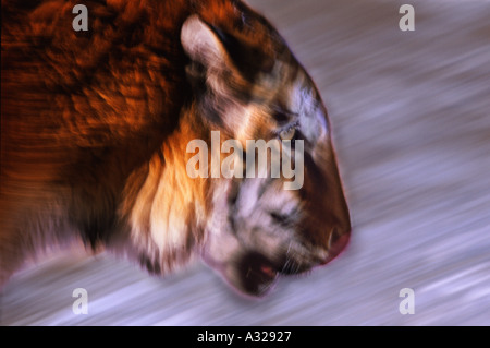 Sibirischer Tiger wandern China Stockfoto