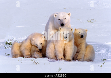 Eisbär-Mutter und Triplett jungen Cape Churchill Manitoba Kanada Stockfoto