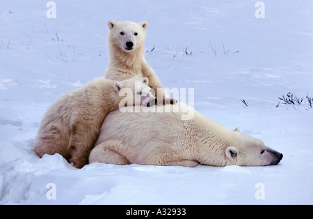 Eisbär-Mutter und jungen Cape Churchill Manitoba Kanada Stockfoto