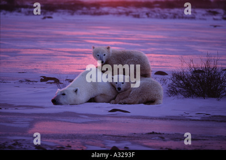 Eisbär-Mutter mit zwei jungen Cape Churchill Manitoba Kanada Stockfoto