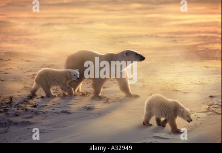 Eisbär-Mutter und jungen in den Schnee und Wind Cape Churchill Manitoba Kanada Stockfoto