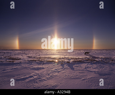 Sonnenaufgang mit Parhelia Wirkung Manitoba Kanada Stockfoto