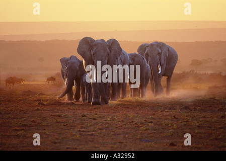 Elefantenfamilie im Morgengrauen Masai Mara Kenia Stockfoto