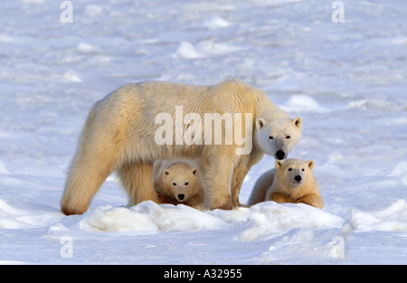Eisbär-Mutter und jungen Cape Churchill Manitoba Kanada Stockfoto