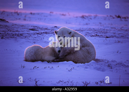 Eisbär-Mutter und Cub auf Sonnenuntergang Cape Churchill Manitoba Kanada Stockfoto