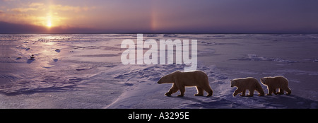 Eisbär Mutter und zwei jungen, die zu Fuß auf dem Eis Cape Churchill Manitoba Kanada Stockfoto