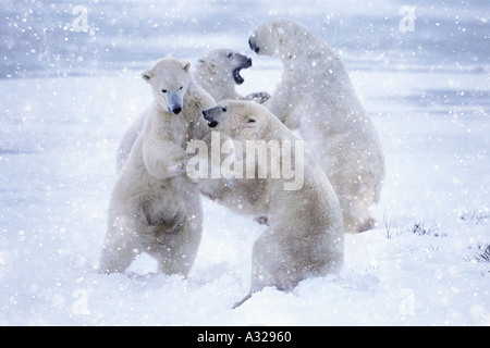 Zwei Paare von Eisbären sparring in die Snow Cape Churchill Manitoba Kanada Stockfoto