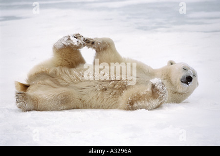 Polar Bear Cape Churchill Manitoba Kanada Stockfoto