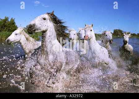 Weisse Pferde der Camargue durch Wasser Frankreich Stockfoto