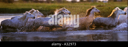 Weisse Pferde der Camargue durch Wasser Frankreich Stockfoto