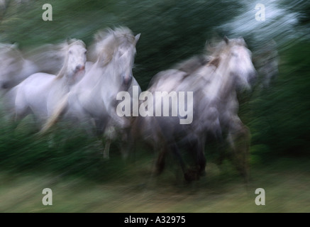 Herde von Camargue-Pferde laufen Frankreich Stockfoto
