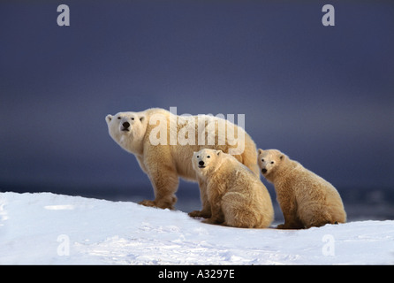 Eisbär-Mutter und jungen gegen stürmischen Himmel Cape Churchill Manitoba Kanada Stockfoto