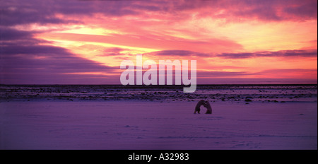 Eisbären sparring bei Sonnenuntergang Cape Churchill Manitoba Kanada Stockfoto