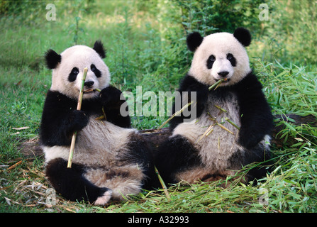 Große Pandas Essen Bambus Provinz Sichuan China Stockfoto