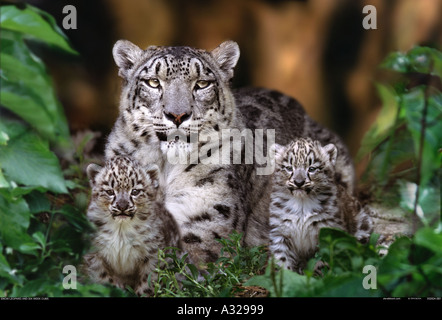 Snow Leopardenmutter und sechs Wochen alten Jungen Stockfoto