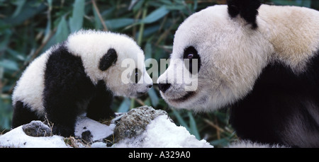 Mutter und Baby Panda Sichuan China Stockfoto