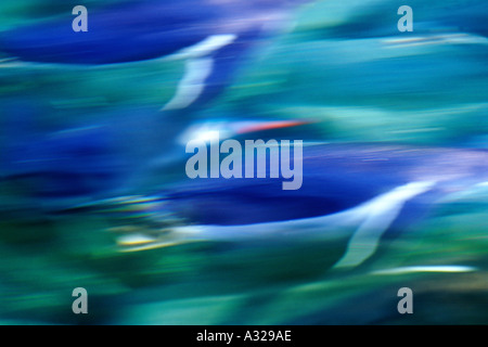 Gentoo Penguin Antarktis schwimmen Stockfoto