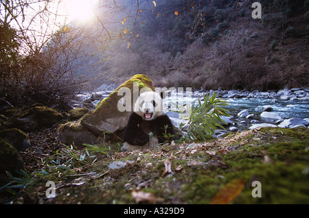 Giant Panda am Ufer des Flusses Sichuan China Stockfoto