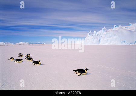 Kaiserpinguine Rodeln Auster EP Rookery australischen Antarktis-Territorium Stockfoto