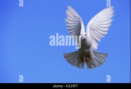 Weiße Taube gegen blauen Himmel Camargue-Frankreich Stockfoto