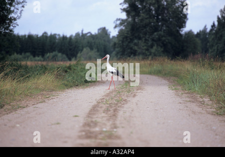 Ciconia Ciconia Weißstorch Kreuzung Straße in Mazsalaca Region Lettland Stockfoto