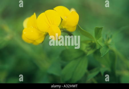 Nahaufnahme von der gelben Flowerheads mit roten Streifen und grüne Blätter weit verbreiteter Vogelarten Fuß Kleeblatt oder Lotus corniculatus Stockfoto