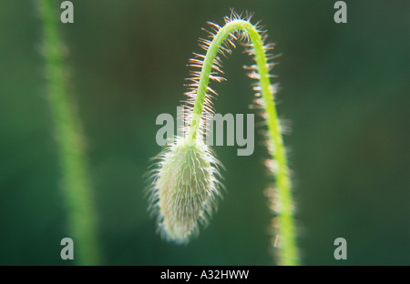 Nahaufnahme von hintergrundbeleuchtete behaarten Stängel und ungeöffnete Flowerhead gemeinsamen Mohn oder Papaver Rhoeas mit einem anderen Stengel und Laub sichtbar Stockfoto