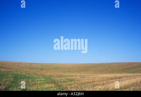 Sanft hügelige Gebiet der goldenen braunen Getreidestoppeln übersät mit dem Grün der wachsenden Rasen oder Unkraut unter blauem Himmel Stockfoto