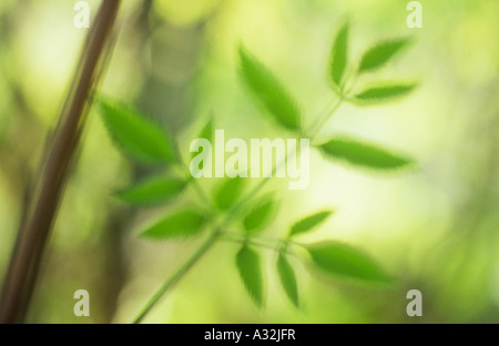 Impressionist Nahaufnahme von Stamm und junge, frische grüne Wild Angelica oder Angelica Sylvestris mit sonnigen grünen Hintergrund Blätter Stockfoto